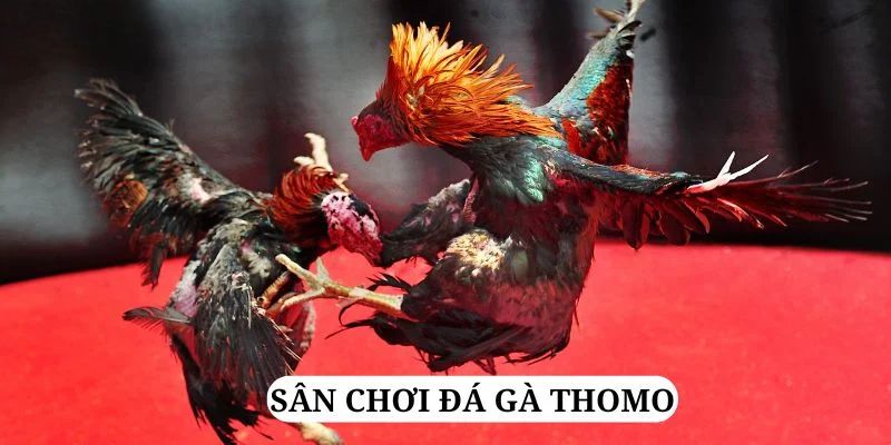 dk8 casino LINK MỚI
